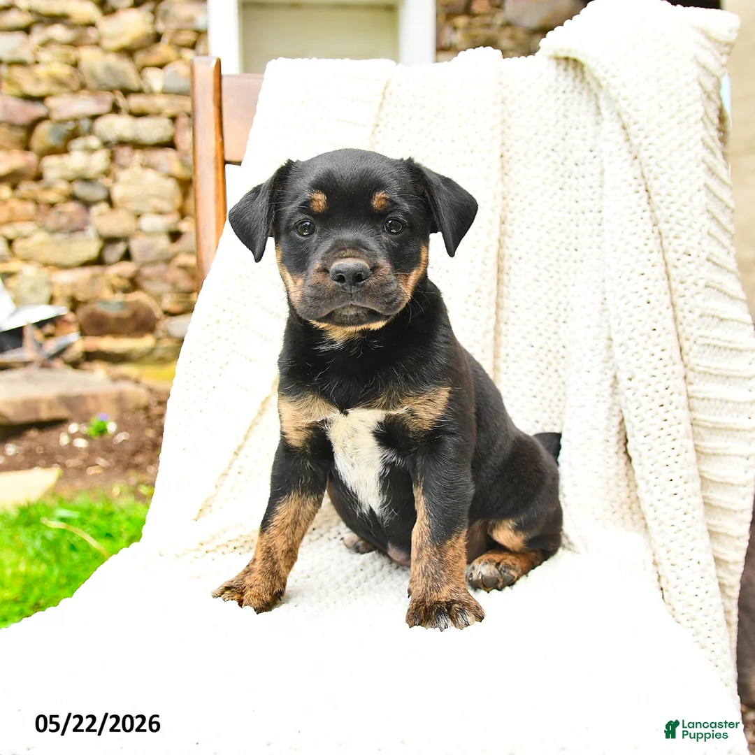 Mixed Breed dogs for sale: Honolulu - Ad 1