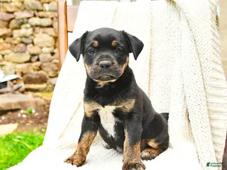 Mixed Breed dogs for sale: Honolulu - Ad 1