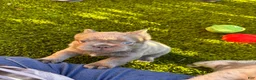 French Bulldog dogs for sale: Nehemiah - Ad 5