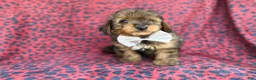 Mini Aussiedoodle dogs for sale: Oscar - Ad 2