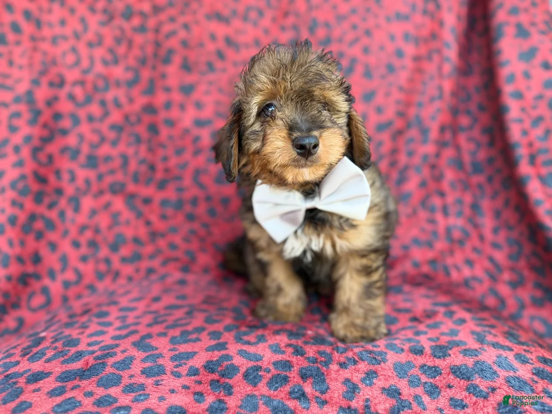 Mini Aussiedoodle dogs for sale: Oscar - Ad 2