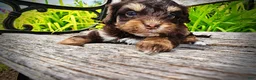 Havapoo dogs for sale: Vixen - Ad 5