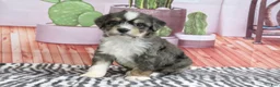Mini Bernedoodle dogs for sale: Sommers - Ad 2