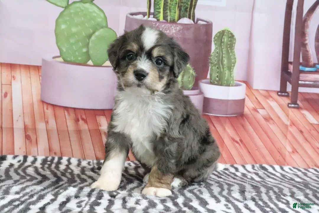 Mini Bernedoodle dogs for sale: Sommers - Ad 2