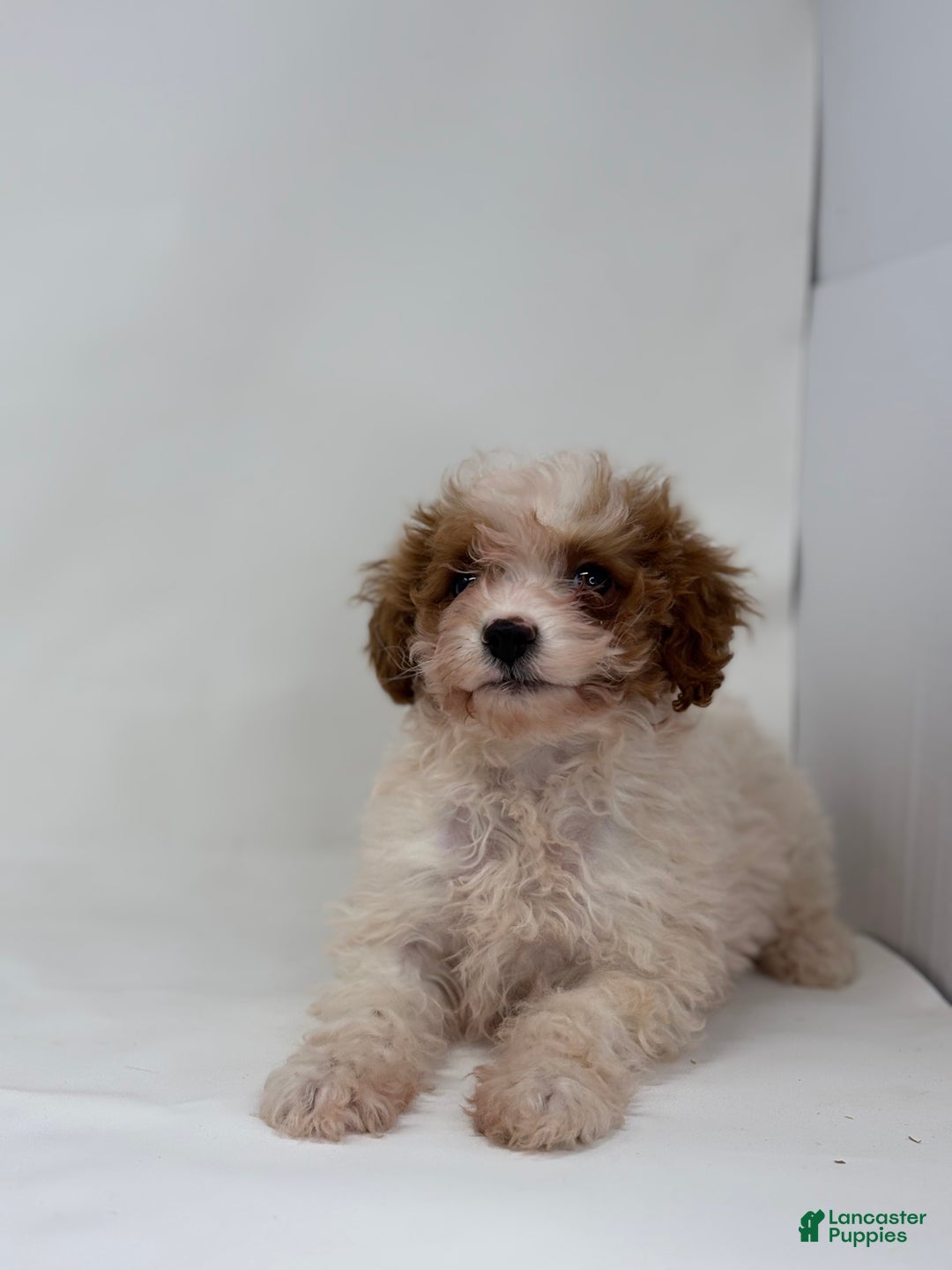 Mini Goldendoodle dogs for sale: Evan - Ad 2