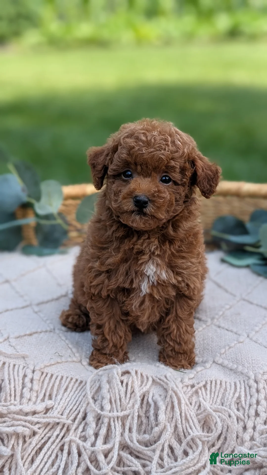 Toy Poodle dogs for sale: Carter  - Ad 2