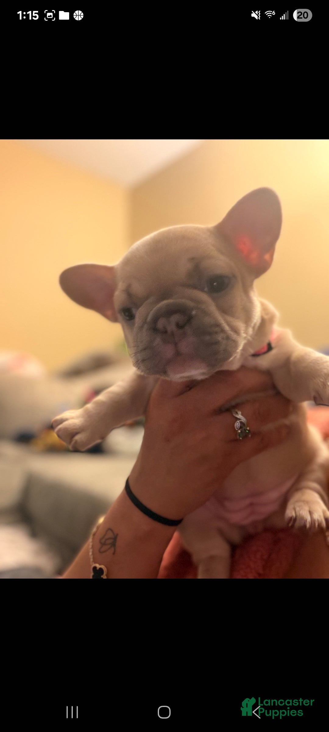 French Bulldog dogs Punkin - Ad 12