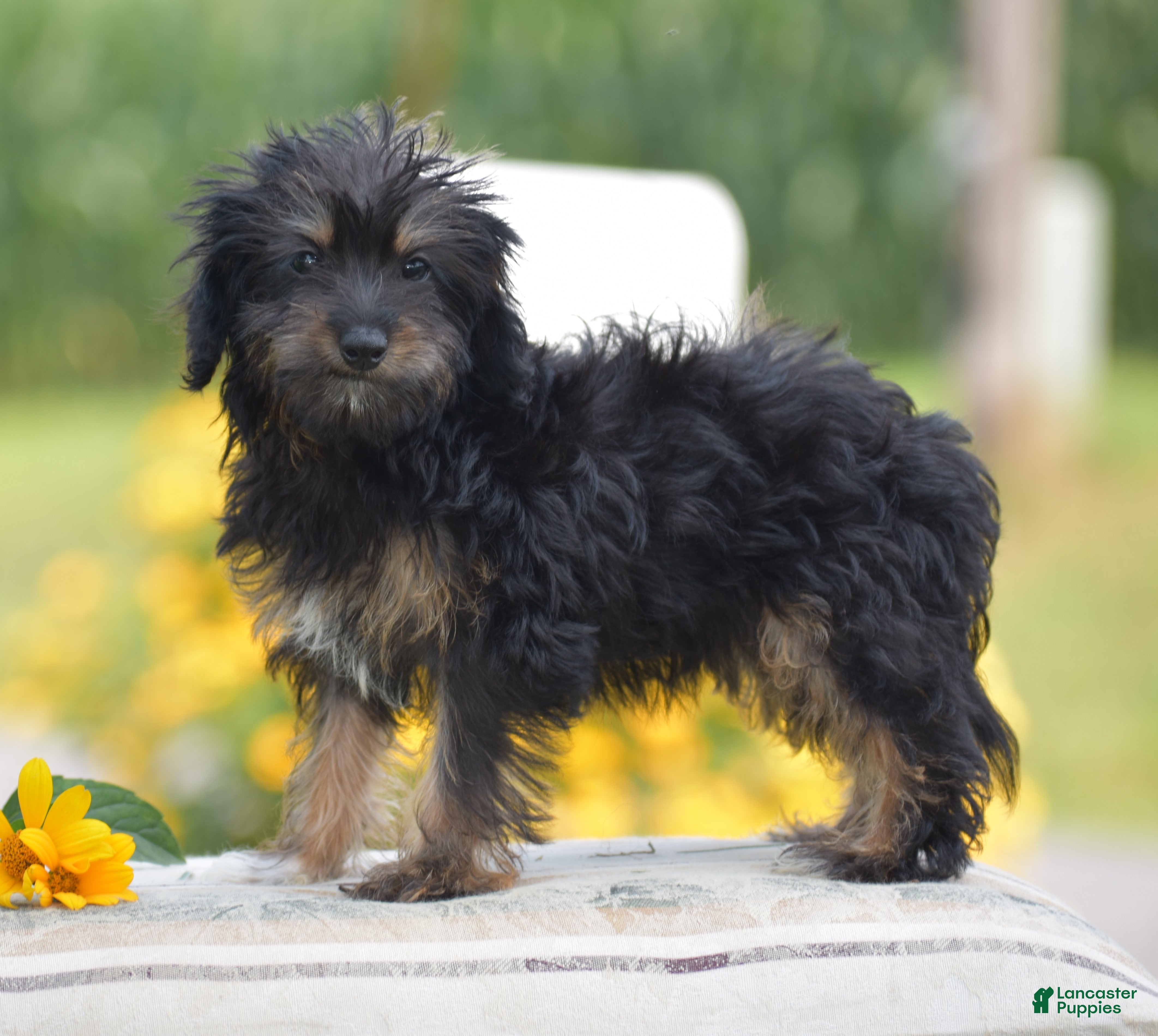 Yorkiepoo dogs Anya - Ad 1