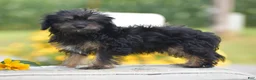 Yorkiepoo dogs for sale: Anya - Ad 1