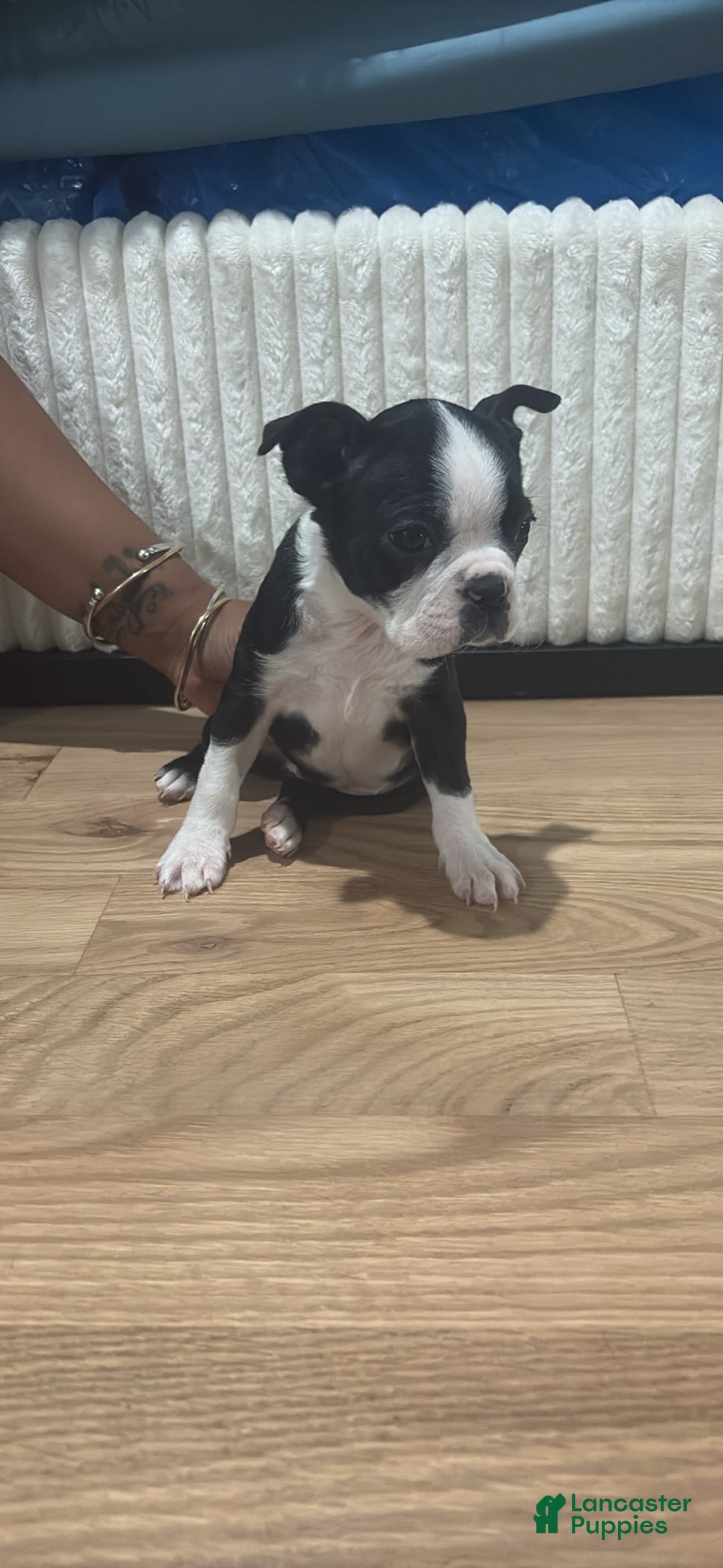 Mixed Breed dogs for sale: Mixed Breed Puppy 2 - Ad 6