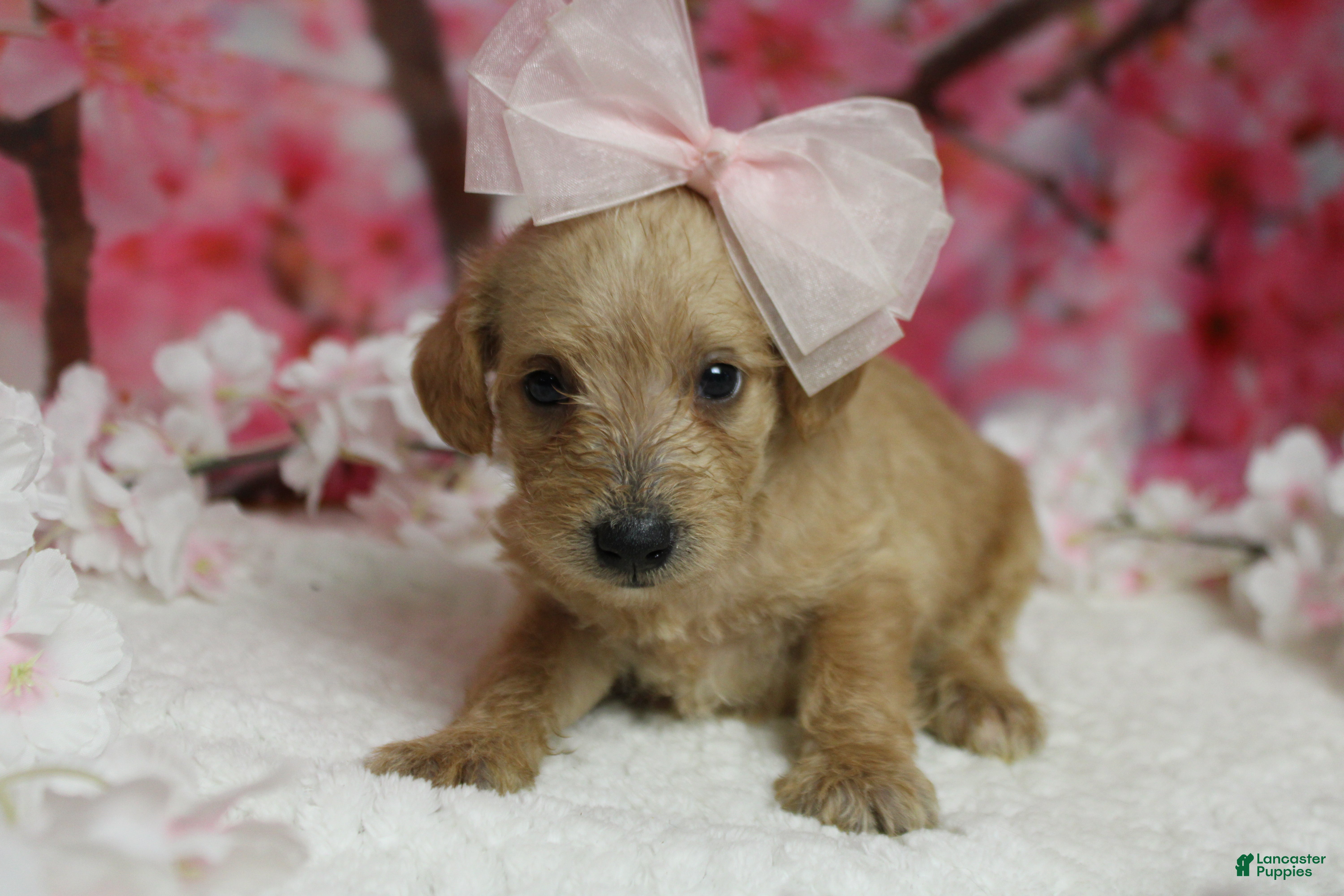 Schnoodle dogs Sherry  - Ad 6