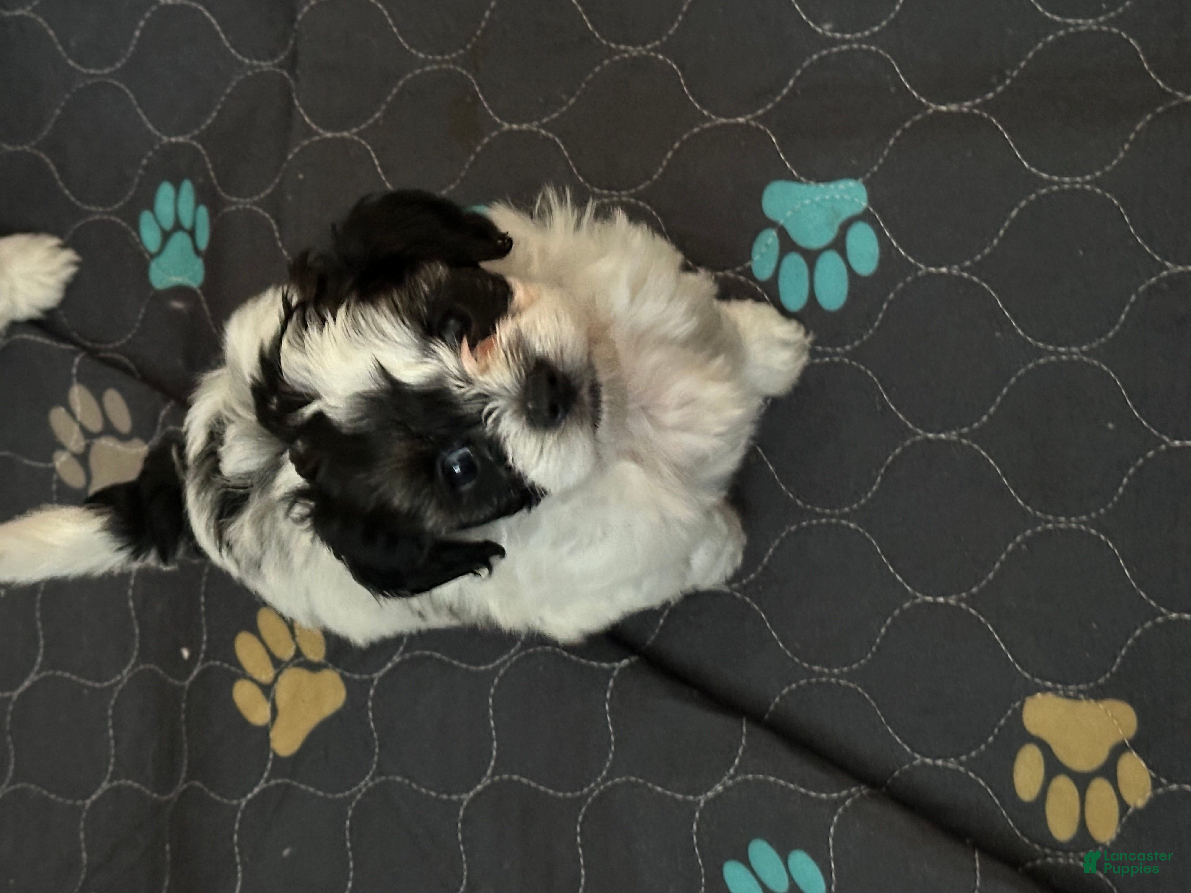 Yorkiepoo dogs Yorkiepoo Puppy 2 - Ad 24
