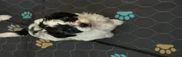 Yorkiepoo dogs for sale: Yorkiepoo Puppy 2 - Ad 1
