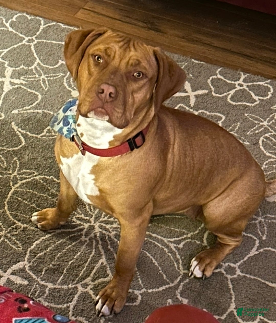 American Bully dogs for sale: NUTMEG  - Ad 9