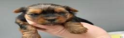 Yorkshire Terrier dogs for sale: May - Ad 3