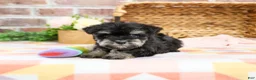 Miniature Schnauzer dogs for sale: Piglet  - Ad 7