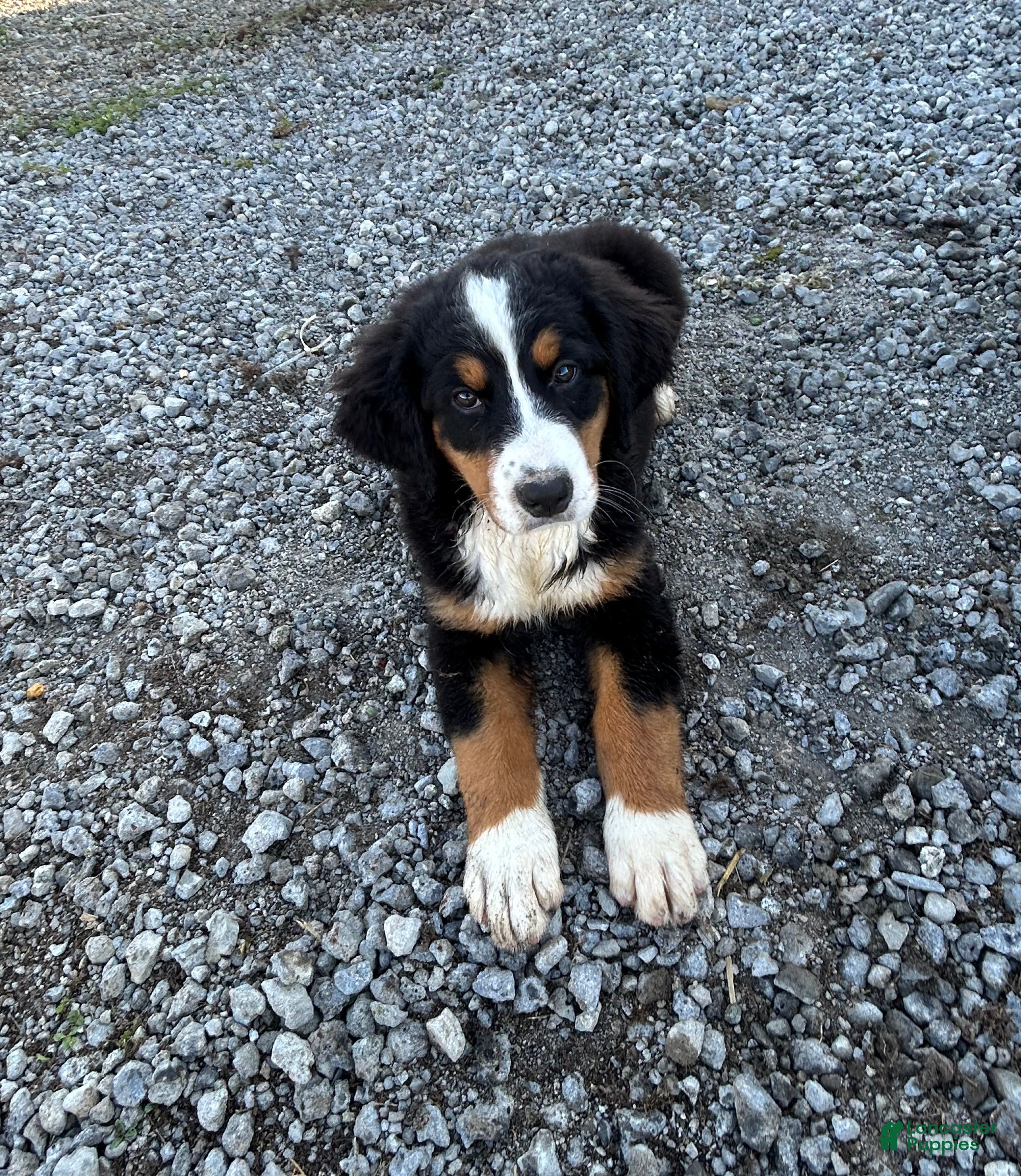 Bernese Mountain Dog dogs Paisley - Ad 29