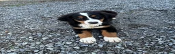 Bernese Mountain Dog dogs for sale: Paisley - Ad 1