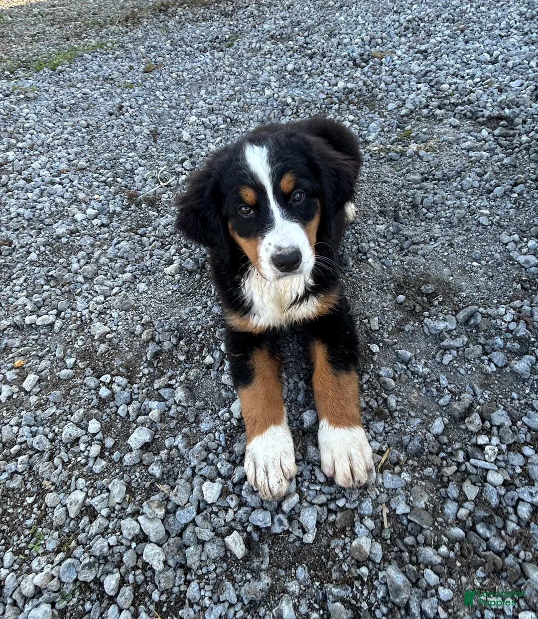 Bernese Mountain Dog dogs for sale: Paisley - Ad 1