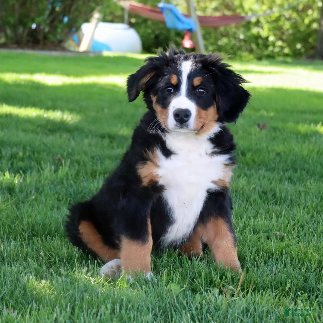 Bernese Mountain Dog dogs for sale: Bernese Mountain Dog Puppy 1 - Ad 2