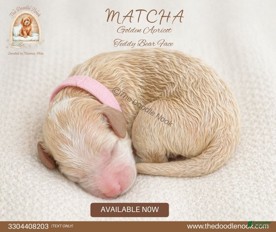 Mini Goldendoodle dogs for sale: MATCHA🐾 - Ad 2