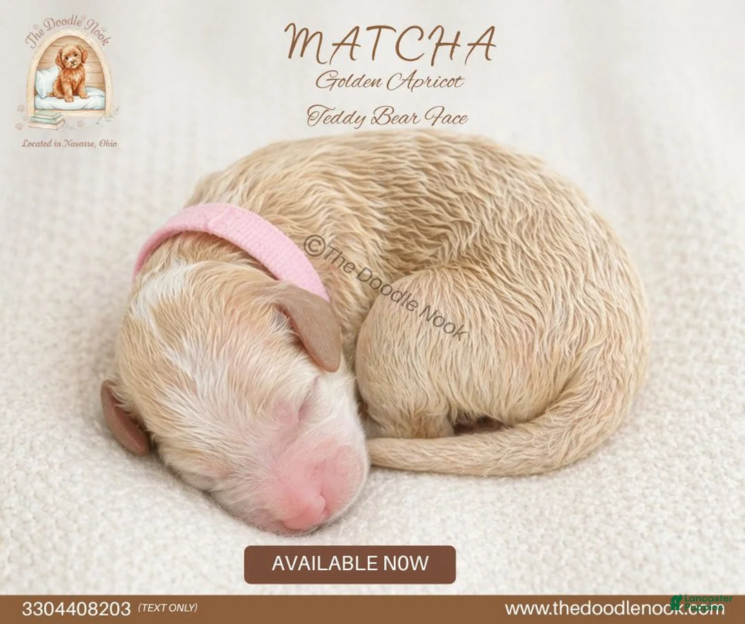 Mini Goldendoodle dogs for sale: MATCHA🐾 - Ad 1