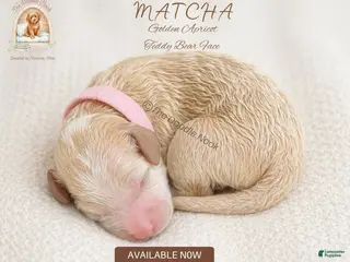 Mini Goldendoodle dogs for sale: MATCHA🐾 - Ad 2