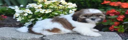 Shih Tzu dogs for sale: Bella - Ad 7