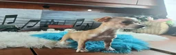 Chihuahua dogs for sale: Nationwide delivery. Popcorn boy white  - Ad 3