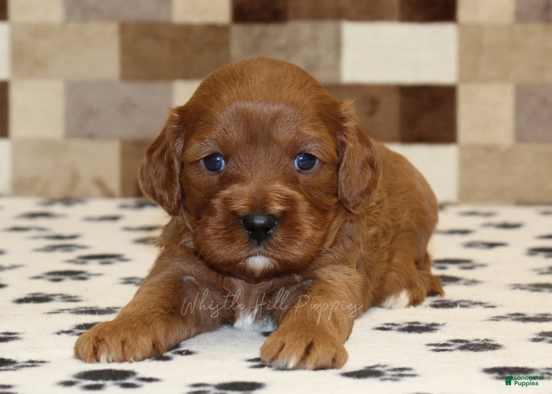 Cavapoo dogs for sale: Ginger - Ad 2