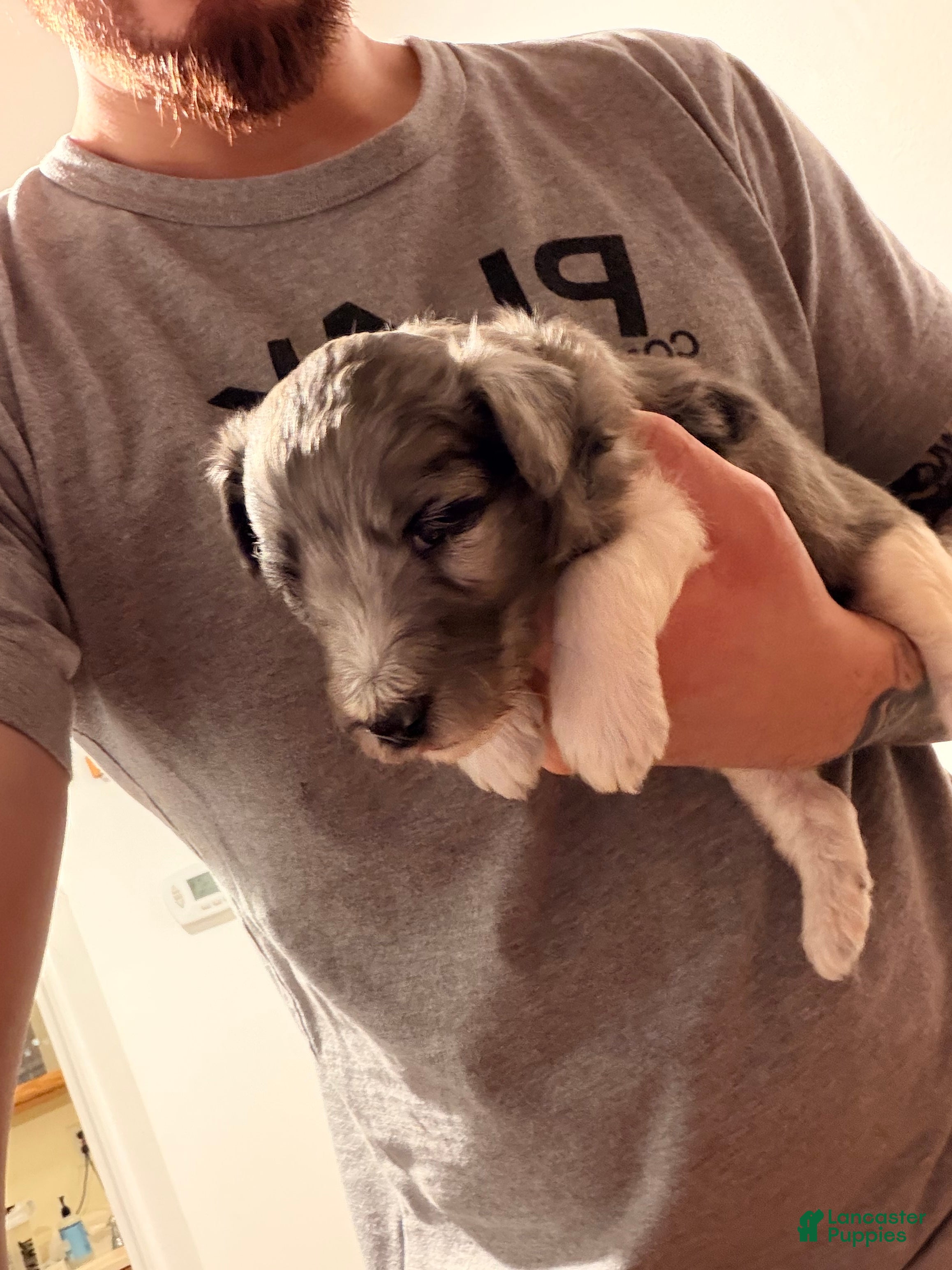 Sheltiedoodle dogs for sale: Blue - Ad 4