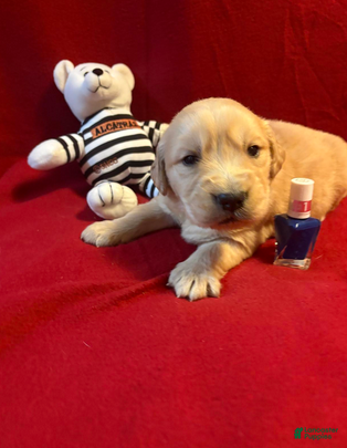 Golden Retriever dogs for sale: Rowdy - Ad 3