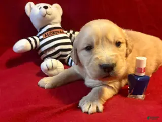 Golden Retriever dogs Rowdy - Ad 38