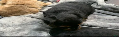 Yorkshire Terrier 2