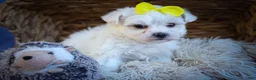 Maltese dogs for sale: Miley💜 - Ad 14