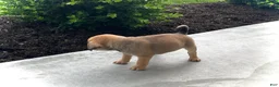 Puggle dogs for sale: Puggle 6 - Ad 2