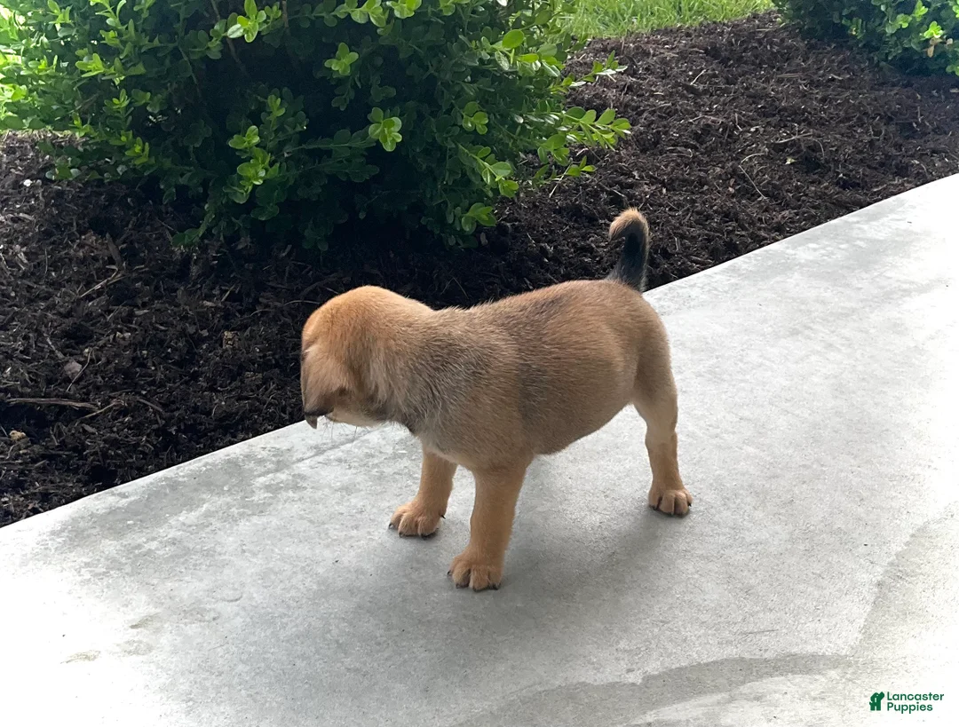 Puggle dogs for sale: Puggle 6 - Ad 2
