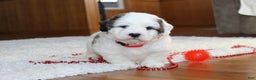 Teddy Bear dogs for sale: Lonnie - Ad 1