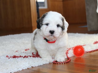 Teddy Bear dogs Lonnie - Ad 24