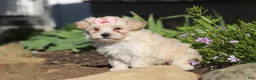 Maltipoo dogs for sale: Ana - Ad 4