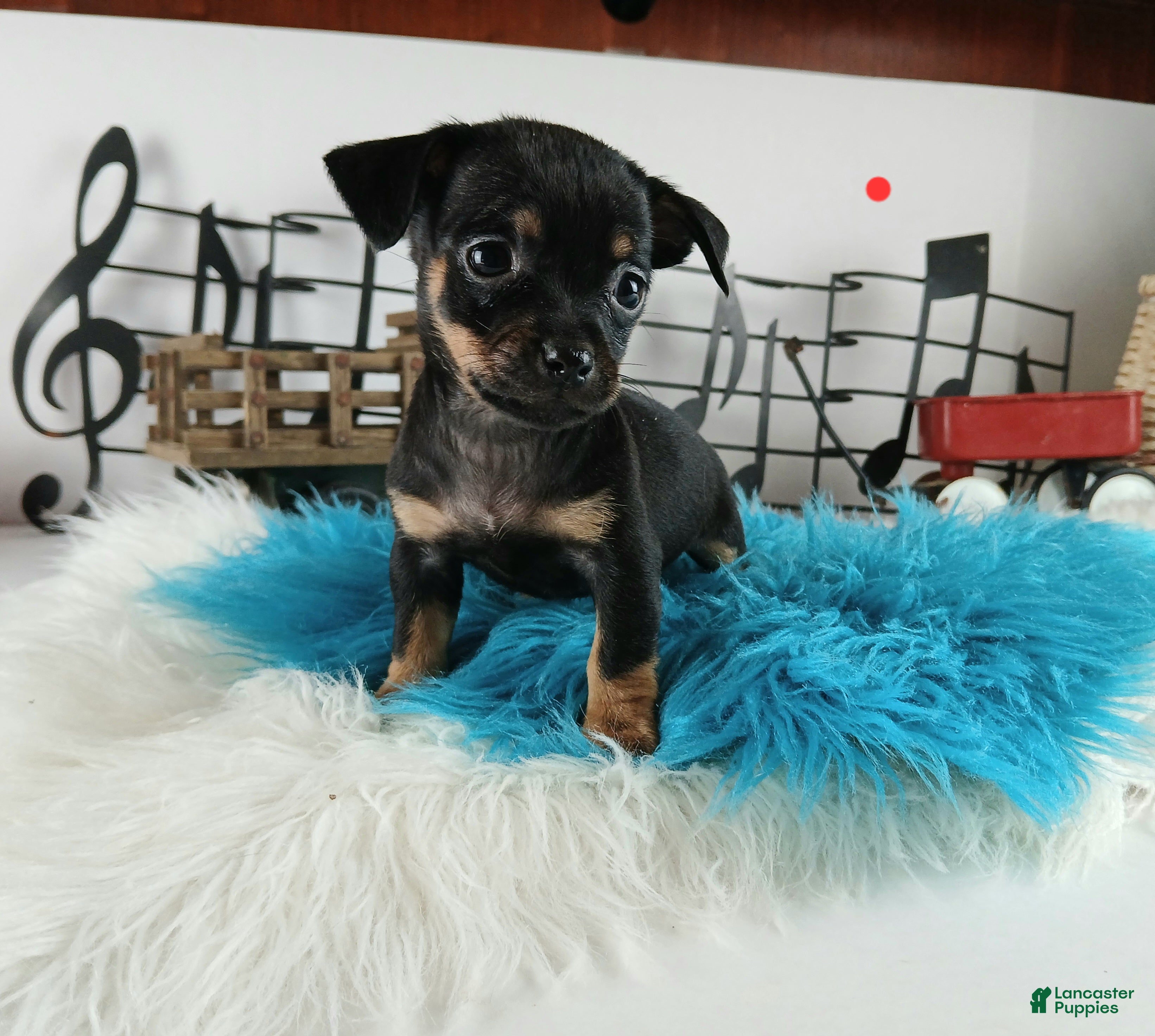 Chihuahua dogs Autumns blk tan boy Nationwide delivery  - Ad 23