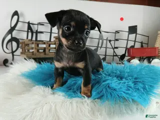 Chihuahua dogs Autumns blk tan boy Nationwide delivery - Ad 23