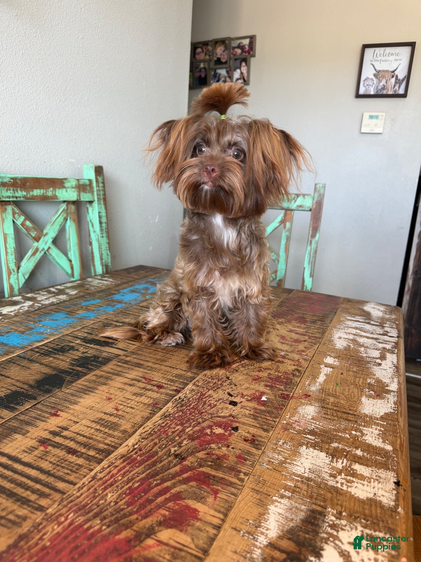 Yorkshire Terrier dogs KB Chocolate Yorkie Girl Cocobean - Ad 1