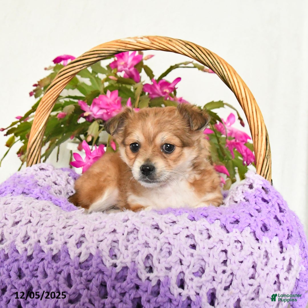 Chihuahua dogs for sale: Flash - Ad 2