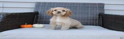 Cocker Spaniel dogs for sale: Flame - Ad 8