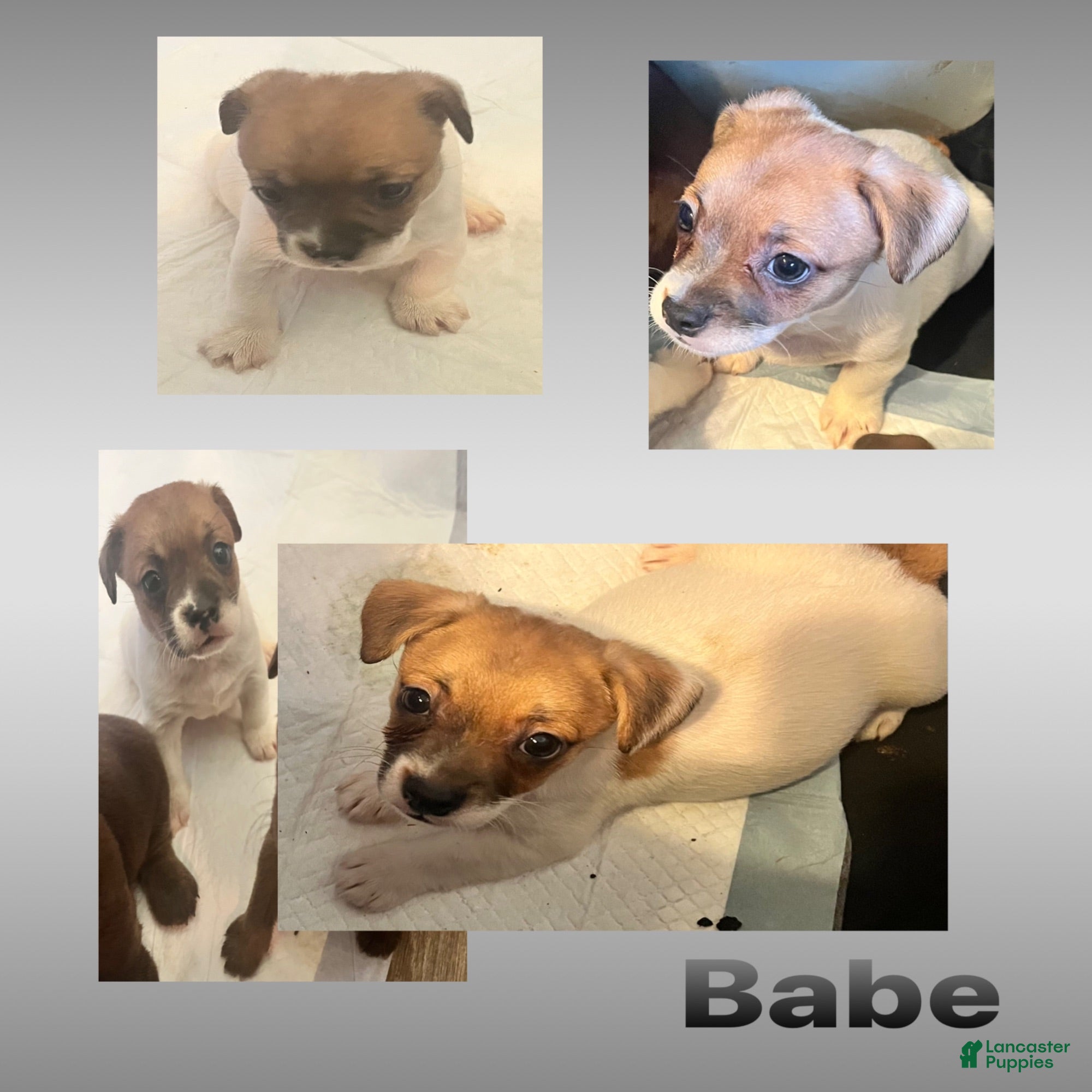 Mixed Breed dogs Baby - Ad 2