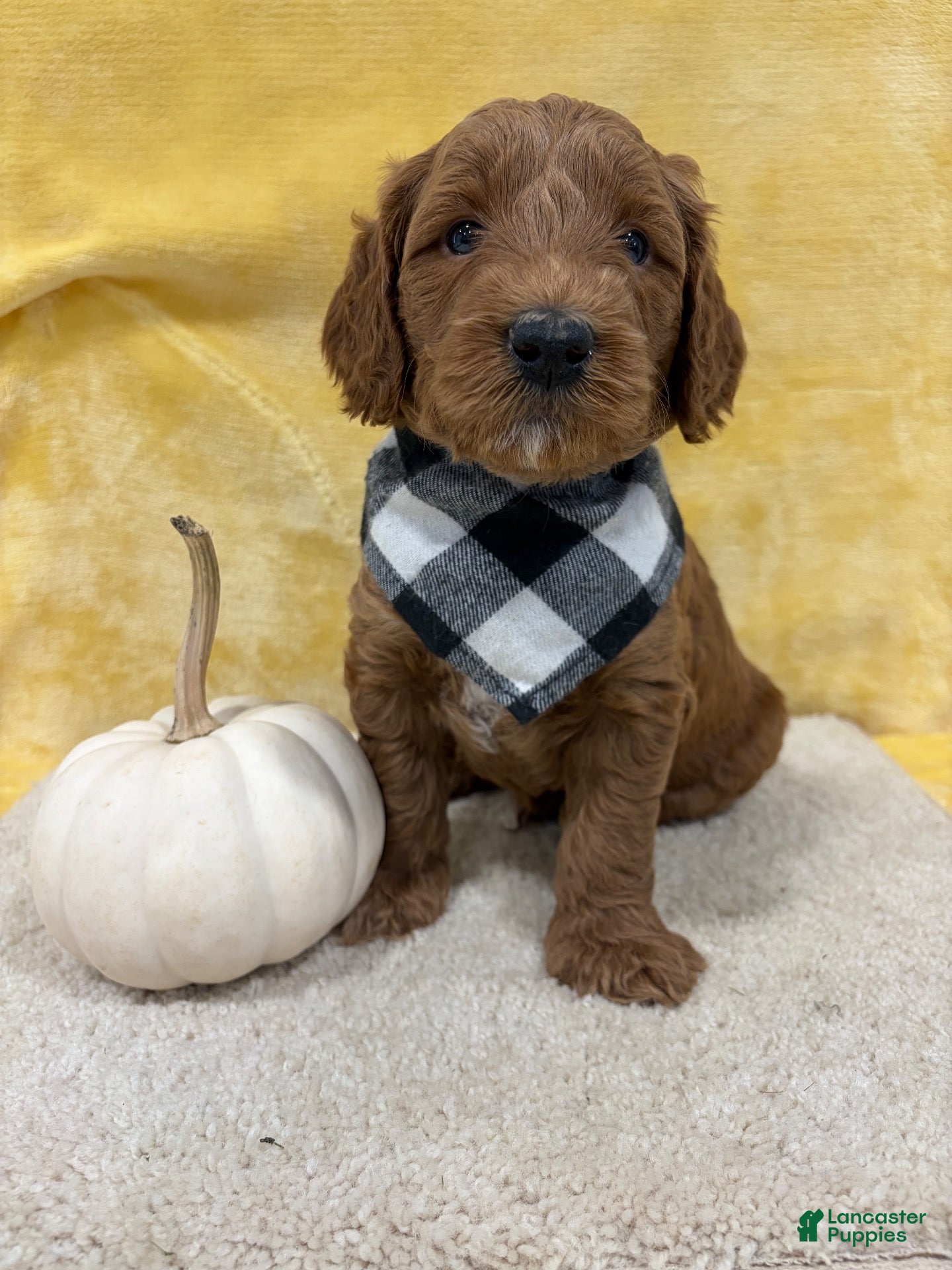 Mini Goldendoodle dogs Sparky - Ad 1
