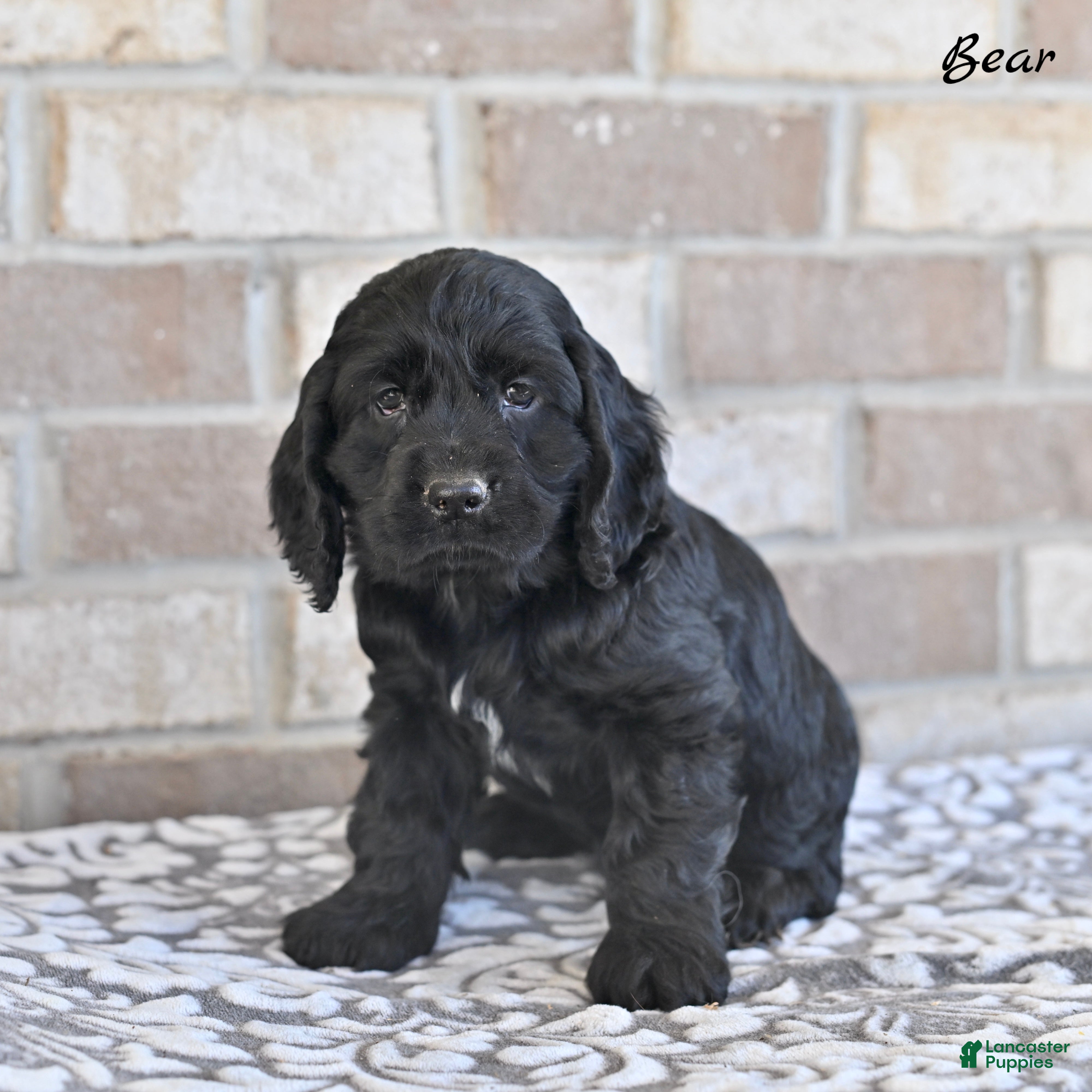 Cocker Spaniel dogs Bear - Ad 1