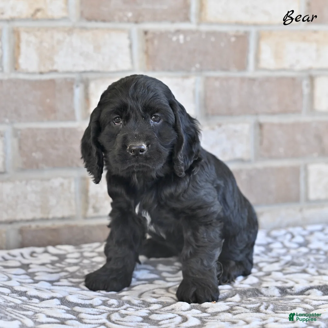 Cocker Spaniel dogs for sale: Bear - Ad 1