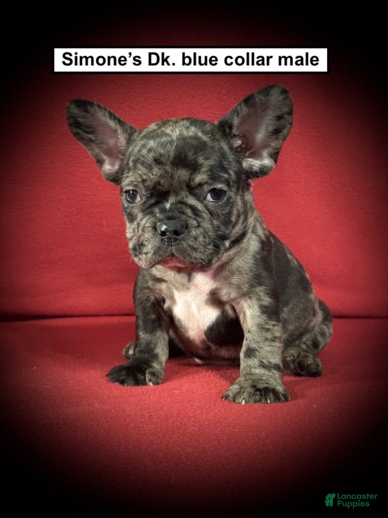 French Bulldog dogs AKC Simone's Dk. Blue Collar Male - Ad 37